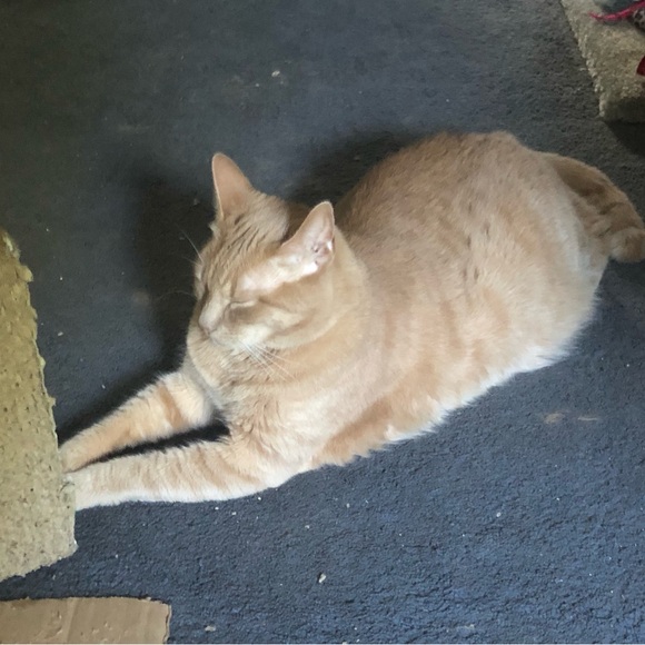 Meet your Posher, Janice - Picture 2 of 11